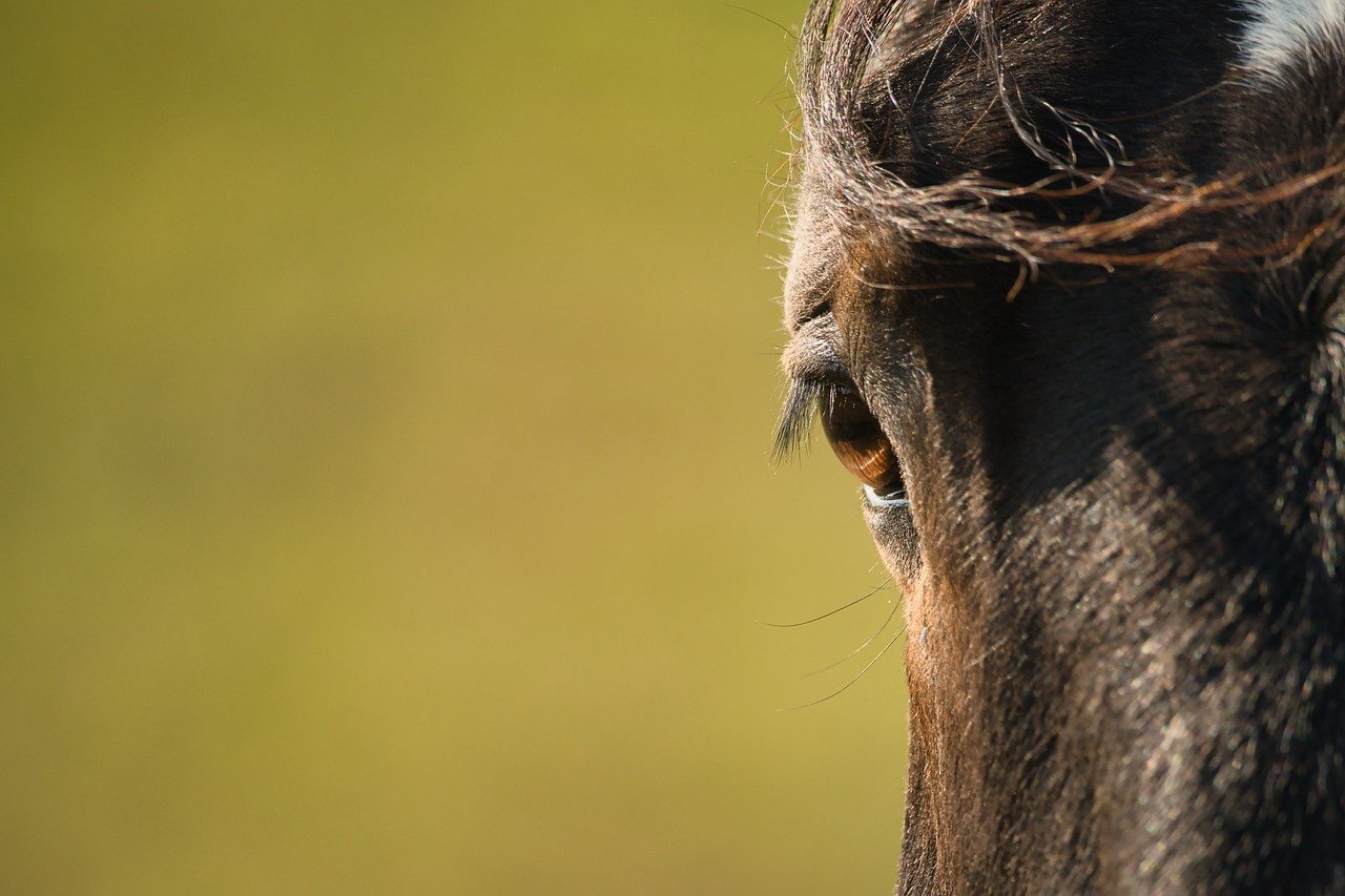 The Role of Volunteers in Animal Adoption Success